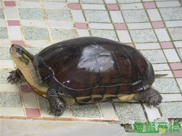 石龟苗未来趋势分析，聚焦养殖业价值及2025年价格预测