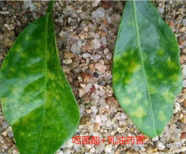 最早杀菌剂的排名及其历史演变探究