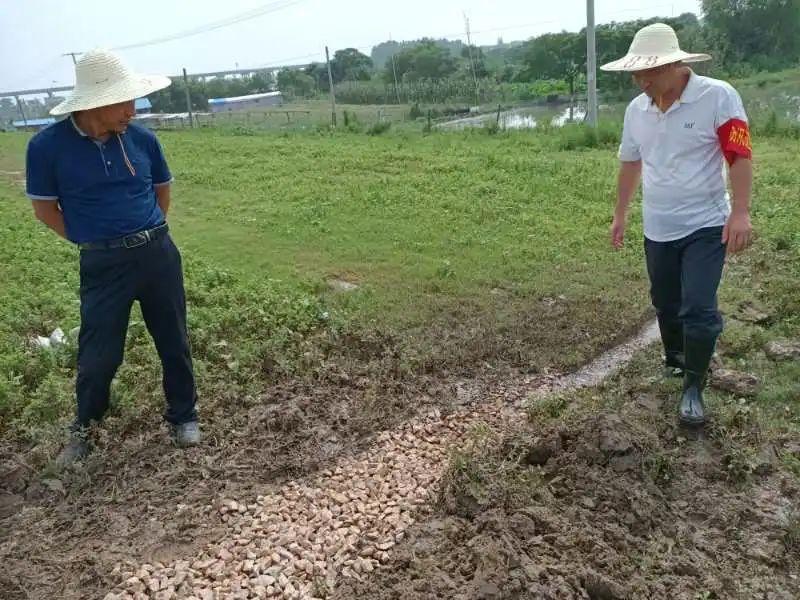 无为大堤最早情况探究与分析