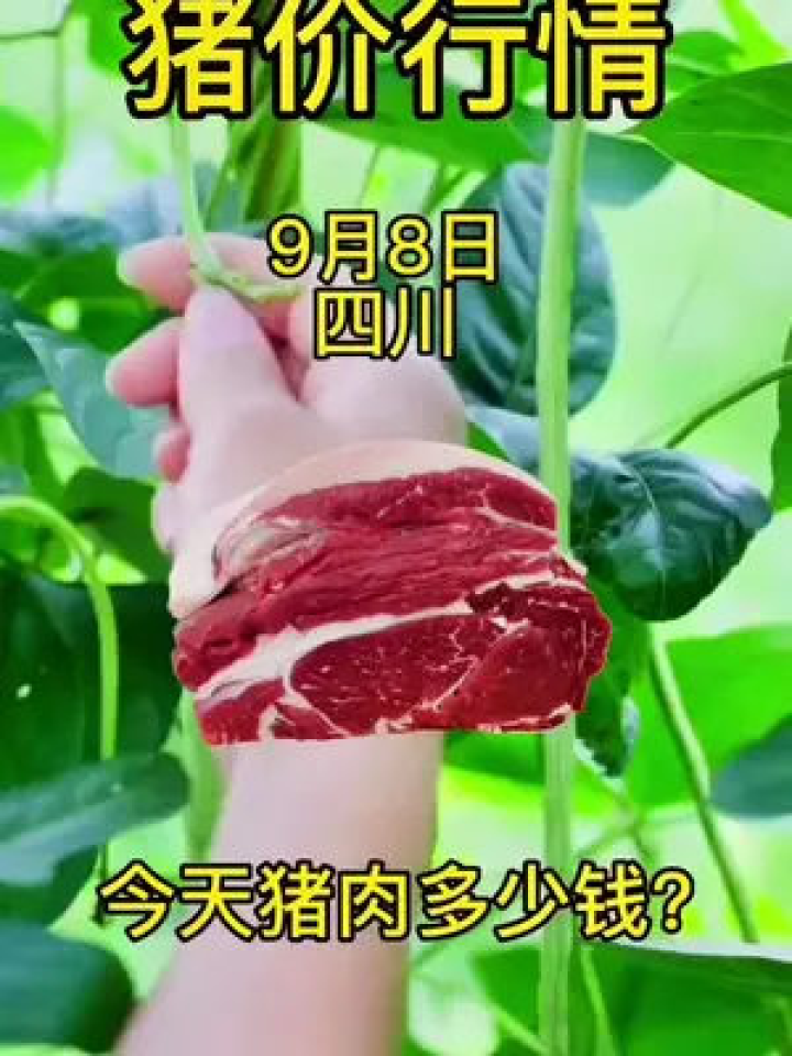 江西今日猪价行情及分析概览